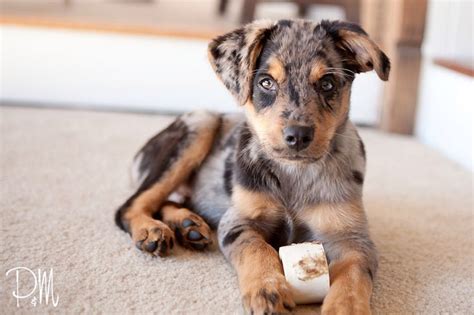 blue merle australian shepherd rottweiler mix Dd3cdgSx | Shepherd mix ...