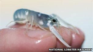 Baby lobsters released off Isles of Scilly - BBC News