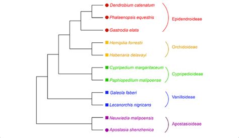 | Phylogenetic relationship of orchid species used in this study. The... | Download Scientific ...