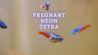 Is My Neon Tetra Pregnant? All About Neon Tetras Breeding