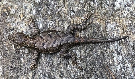 Ask a Naturalist: Eastern Fence Lizard | Programs and Events Calendar