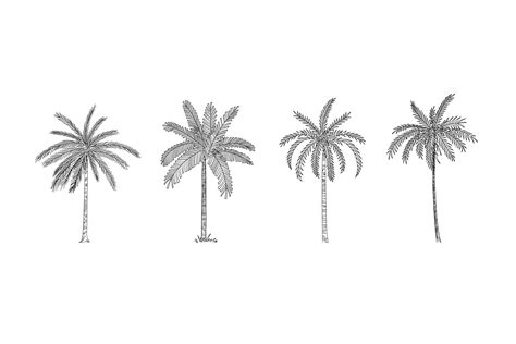 Set of Palm Tree Sketch, hand drawn – MasterBundles