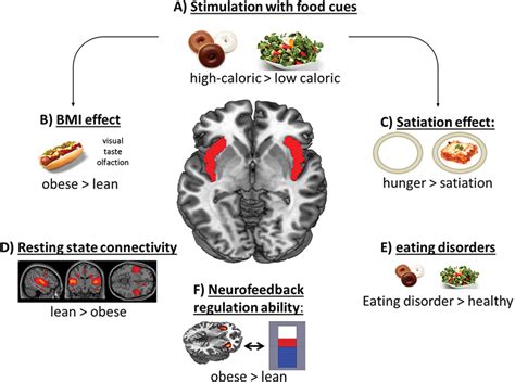 Frontiers | Food related processes in the insular cortex