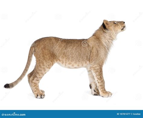 Side View Of Lion Cub, 8 Months Old, Standing Royalty Free Stock ...