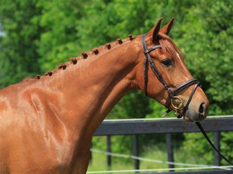 Dressage Horses for Sale - Peter Berkers Sporthorses