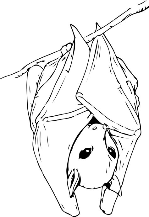 Fruit Bat Drawing at GetDrawings | Free download