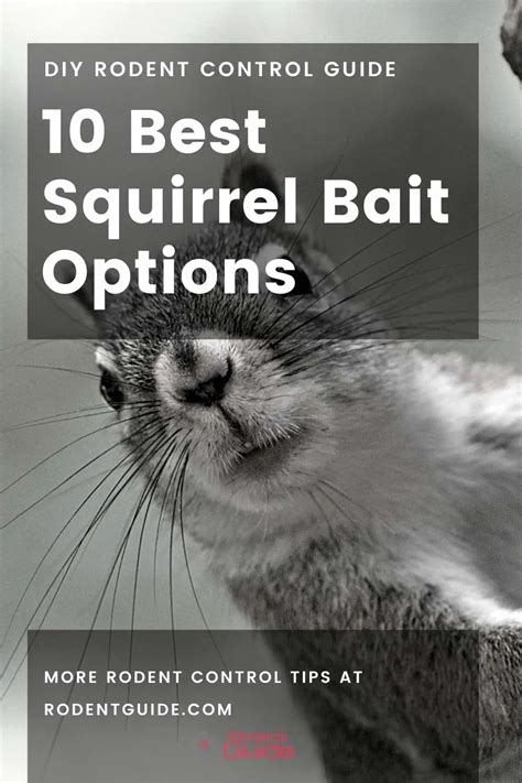 10 Best Squirrel Bait Options - DIY Rodent Control