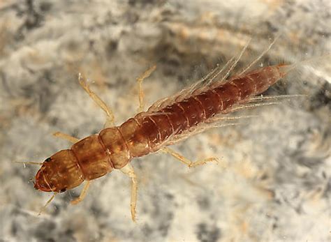 Alderfly larva - Sialis - BugGuide.Net