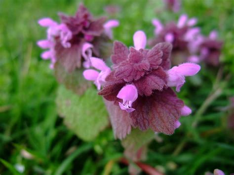 HERBAL PICNIC: RED DEAD NETTLE