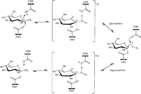 The retaining reaction mechanism of the b-glycoside hydrolase from ...