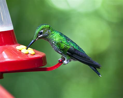 Free photo: Hummingbird - Wings, Ruby, Hummer - Free Download - Jooinn