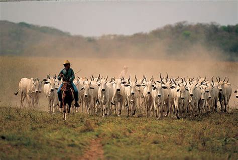 Los Llanos & Villavicencio, Colombia: Travel Guide