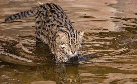 Fishing Cat | Fishing Cat Conservation