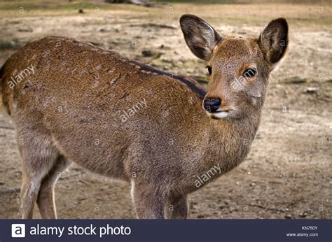 Formosan sika deer hi-res stock photography and images - Alamy