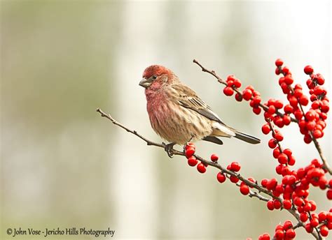 New England Wildlife | Photographs - New England