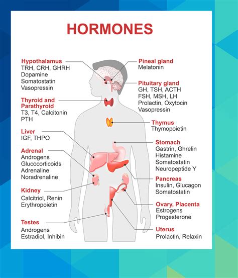 Function of the adrenal glands #keanu61667 | Adrenal gland hormones ...