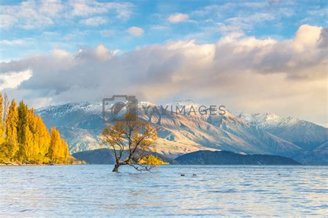 Wanaka tree in sunrise, New Zealand by cozyta Vectors & Illustrations with Unlimited Downloads ...