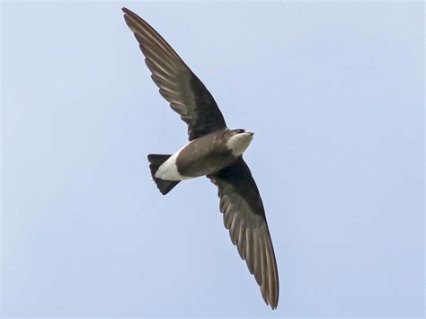 White-throated Needletail - eBird