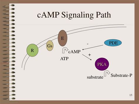 PPT - Second Messengers and Signal Transduction PowerPoint Presentation ...