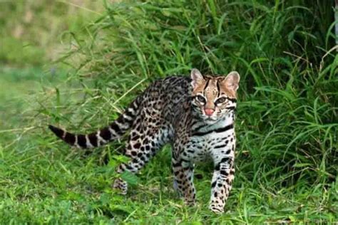 Ocelot Habitat: Where Do Ocelots Live? (Their Natural Range)