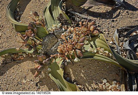 Welwitschia mirabilis in the Namib Desert Welwitschia mirabilis in the Namib Desert,african,cone ...