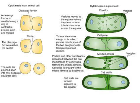 Cytokinesis Cell Cycle