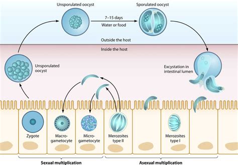 Cyclospora infections, symptoms, diagnosis, prevention, outbreak & treatment