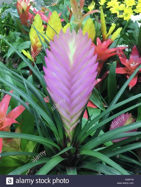 Pink Bromeliad plant Stock Photo - Alamy