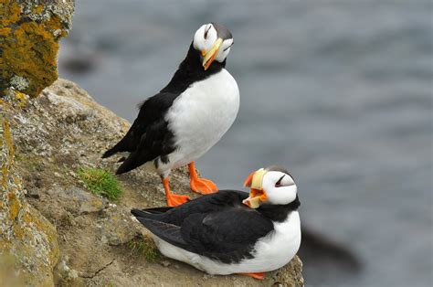 Horned Puffin - St. Paul Island Tour