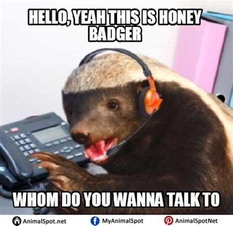 Honey Badger Memes