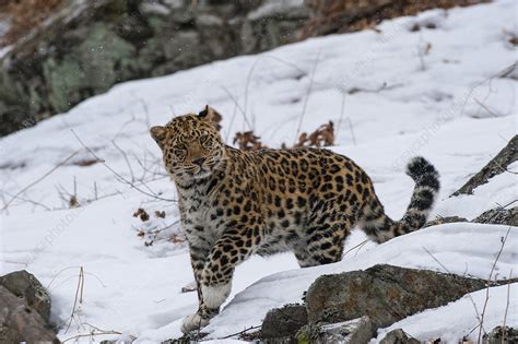 Amur leopard in snow - Stock Image - C048/4819 - Science Photo Library