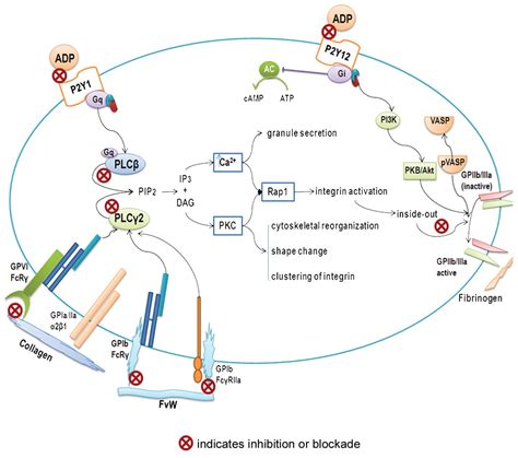 Platelet Aggregation Inhibitors; Antiaggregants, Platelet; Antiplatelet Agents; Platelet ...