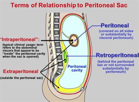 What Is The Peritoneal Cavity - cloudshareinfo