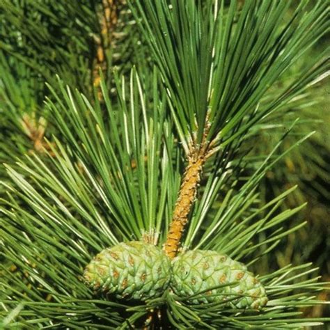 Japanese Black Pine Tree Seeds Pinus thunbergiana 20Seeds | Etsy