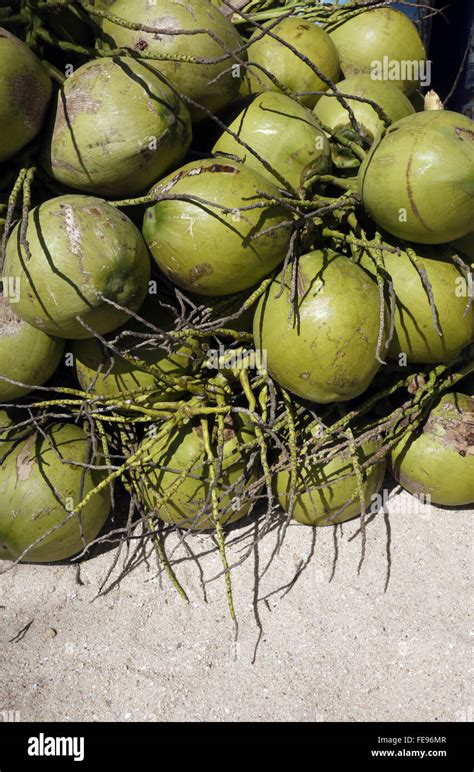 Green coconuts hi-res stock photography and images - Alamy