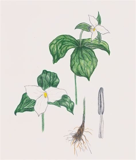 Great white trillium (Trillium grandiflorum) (1509) | Drawings, Illustration, Trillium