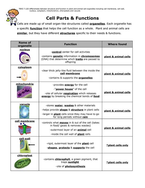 Cell parts and functions - Cell Parts & Functions Cells are made up of small organ-like - Studocu