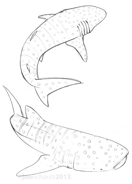 Nurse Shark Drawing at GetDrawings | Free download