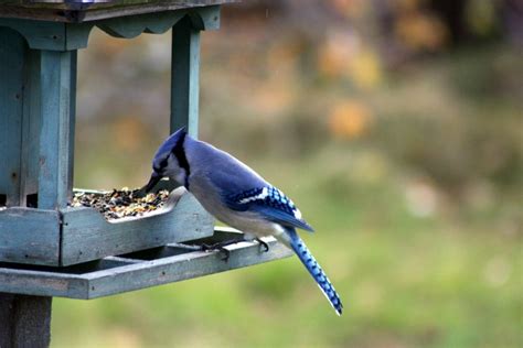 Blue Jay Feeders: 2022’s 5 Best Feeders! - Birdwatching Buzz