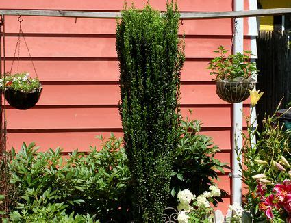 When to Prune Evergreen Shrubs: Timing Differs by Type