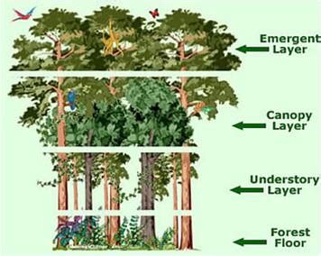 Plants of the Tropical Rainforest