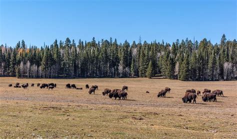 Kaibab National Forest