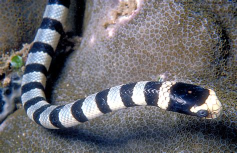 banded sea krait, Laticauda colubrina