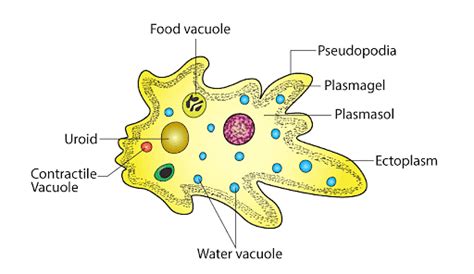 Amoeboid protozoans: Characteristics, Different Forms, Diagram