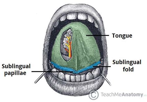 The Sublingual Gland - Structure - Vasculature - Innervation - TeachMeAnatomy