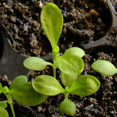 Sweet William Seedling Image | Seedlings, Propagating plants, Sweet william