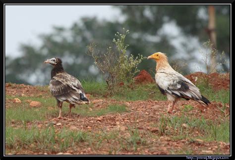 Prime Photos: Egyptian Vultures