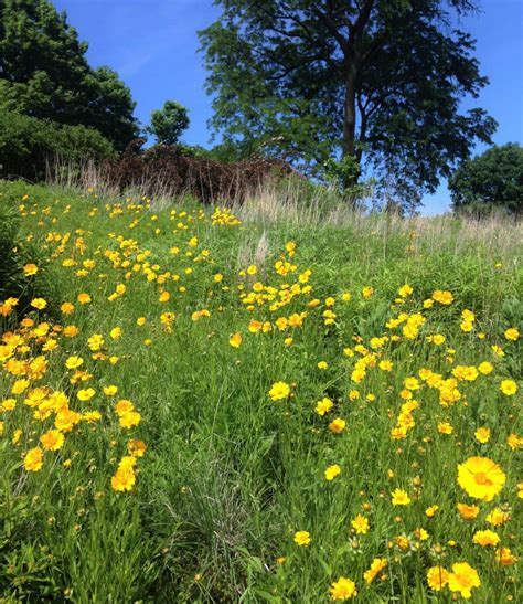 Nature Boardwalk at Lincoln Park Zoo | More Organics