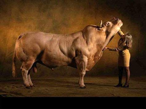 12 Best Belgian Blue Bulls images | Belgian blue, Belgian blue cattle ...