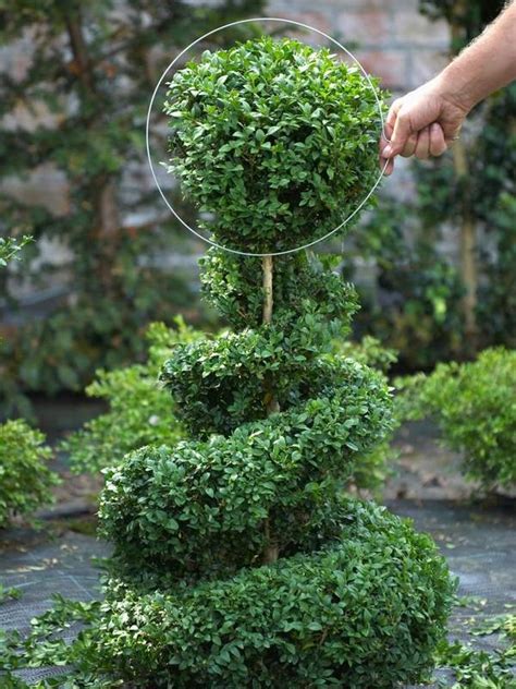 How to grow boxwood topiary – decorating ideas for home and patio